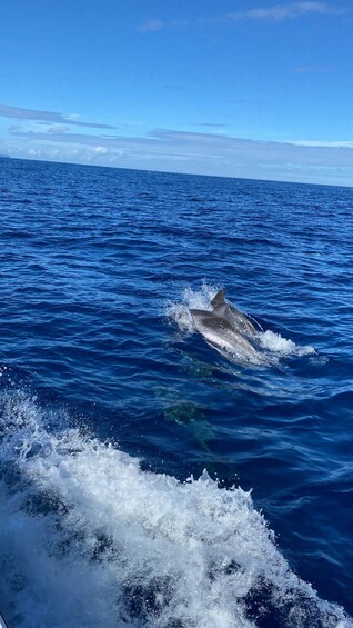 Picture 6 for Activity Rabo de Peixe: Cave Boat Tour on The North Coast