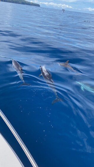 Picture 9 for Activity Rabo de Peixe: Cave Boat Tour on The North Coast