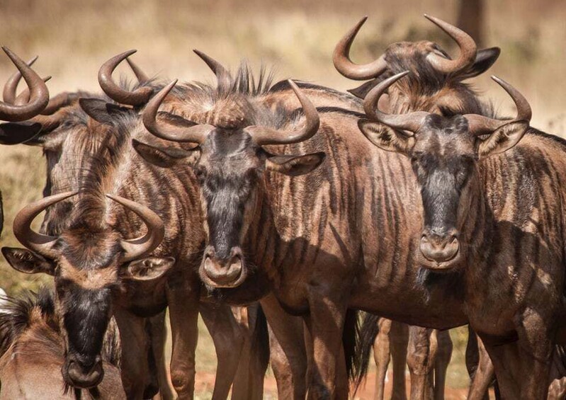 Picture 3 for Activity 6 Day Great Serengeti Migration Safari