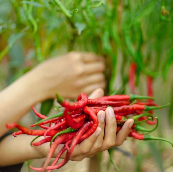 Picture 7 for Activity Zanzibar : Spice farms tour & Traditional cooking class