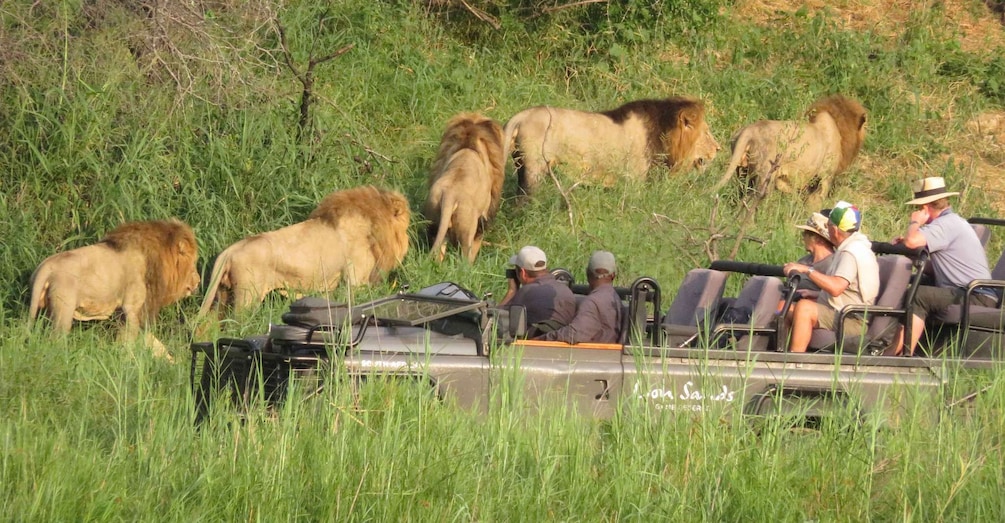 Picture 1 for Activity Kasane: Full Day Chobe National Park Safari with Lunch