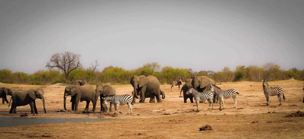 Picture 3 for Activity Kasane: Full Day Chobe National Park Safari with Lunch