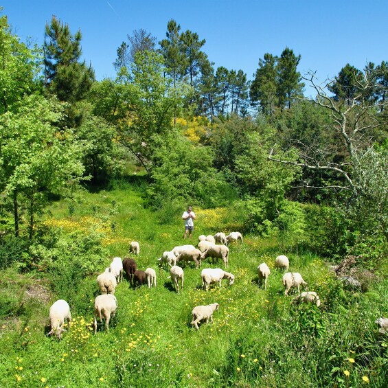 Picture 3 for Activity Traditional Cooking Class and Farm Tour in the Douro Valley