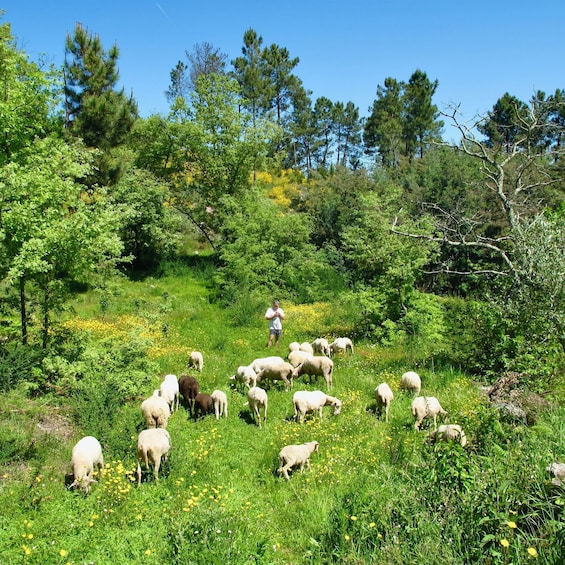 Picture 3 for Activity Traditional Cooking Class and Farm Tour in the Douro Valley