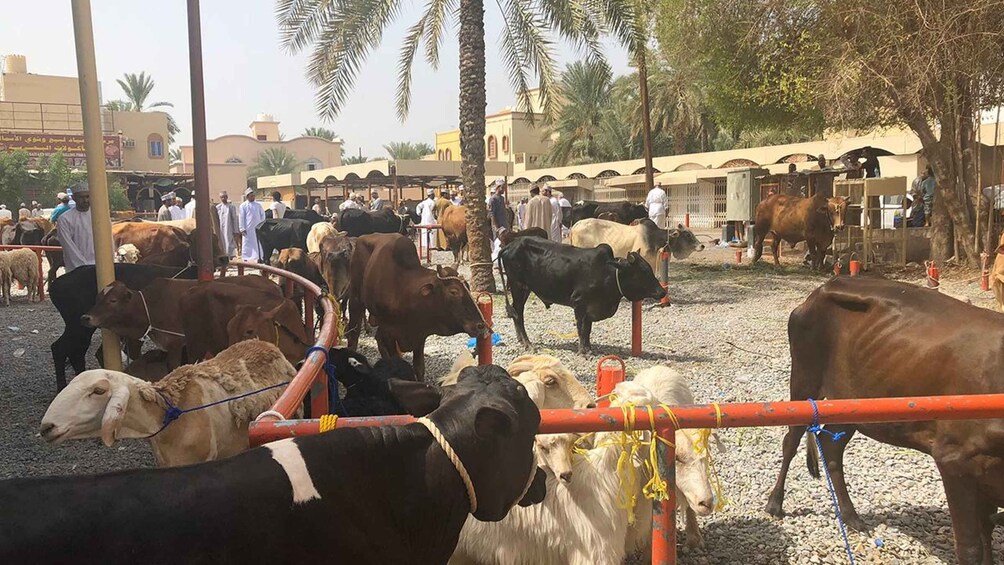 Picture 2 for Activity Nizwa Friday Market: Unveiling Oman's Traditional Treasures