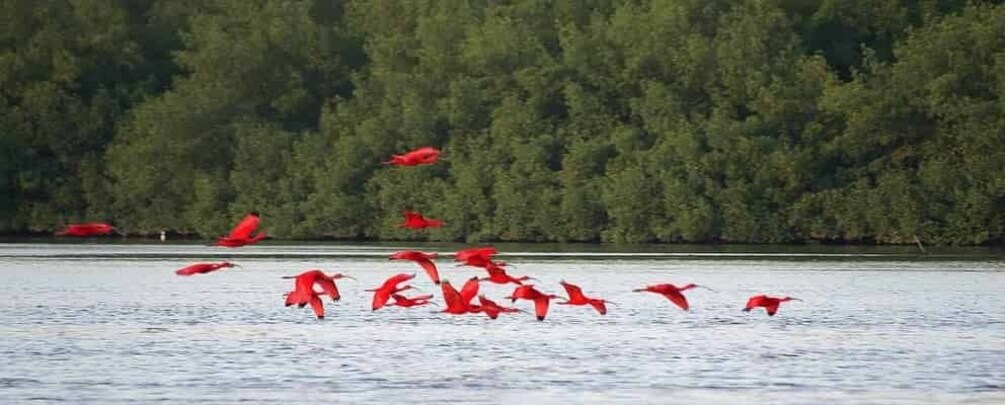 Picture 1 for Activity Caroni Swamp Wildlife Tour