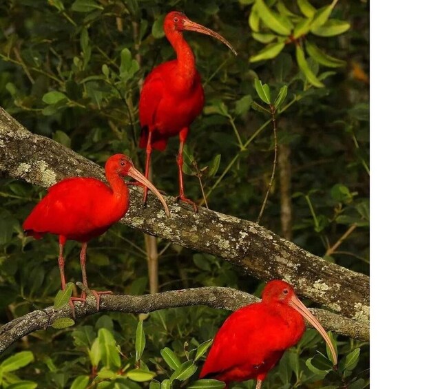 Picture 4 for Activity Caroni Swamp Wildlife Tour