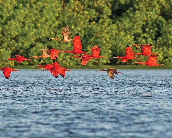 Picture 2 for Activity Caroni Swamp Wildlife Tour