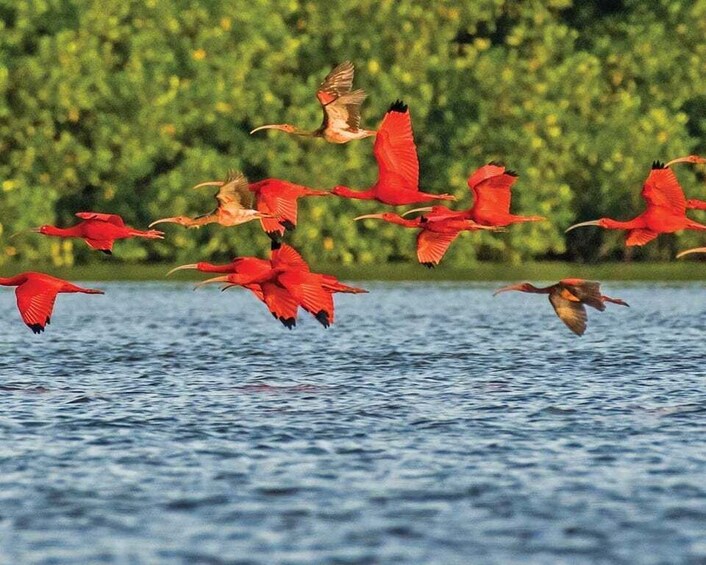 Picture 2 for Activity Caroni Swamp Wildlife Tour