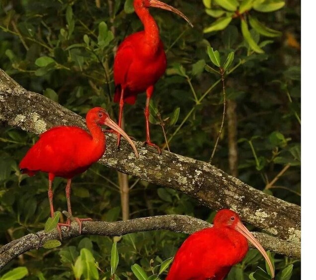 Picture 4 for Activity Caroni Swamp Wildlife Tour