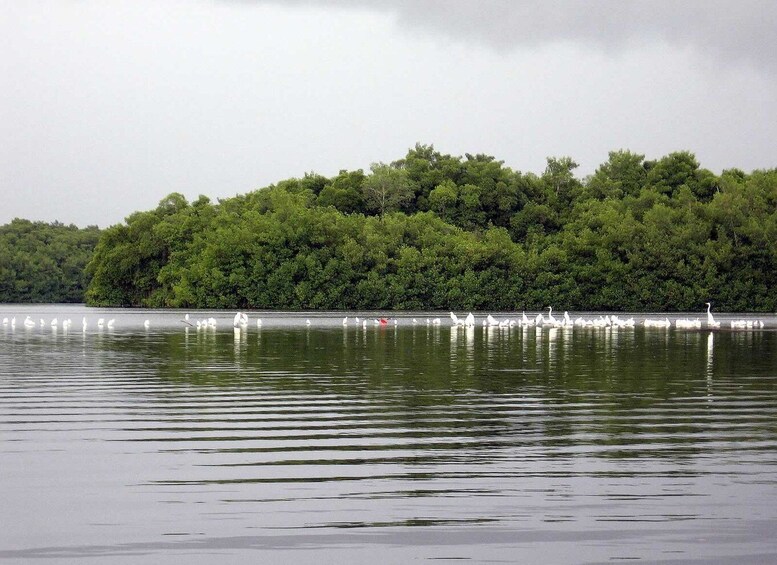 Picture 3 for Activity Caroni Swamp Wildlife Tour