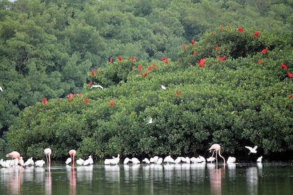 Visite de la faune du marais de Caroni