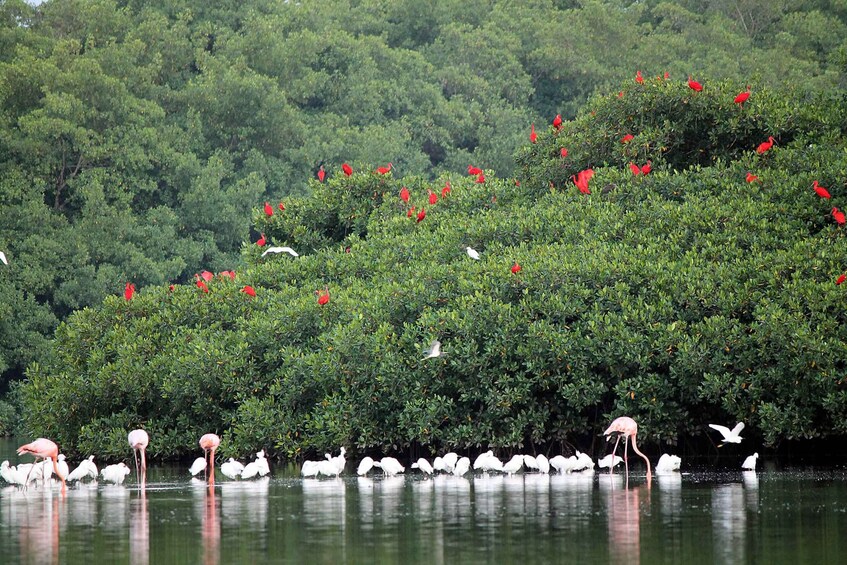 Caroni Swamp Wildlife Tour