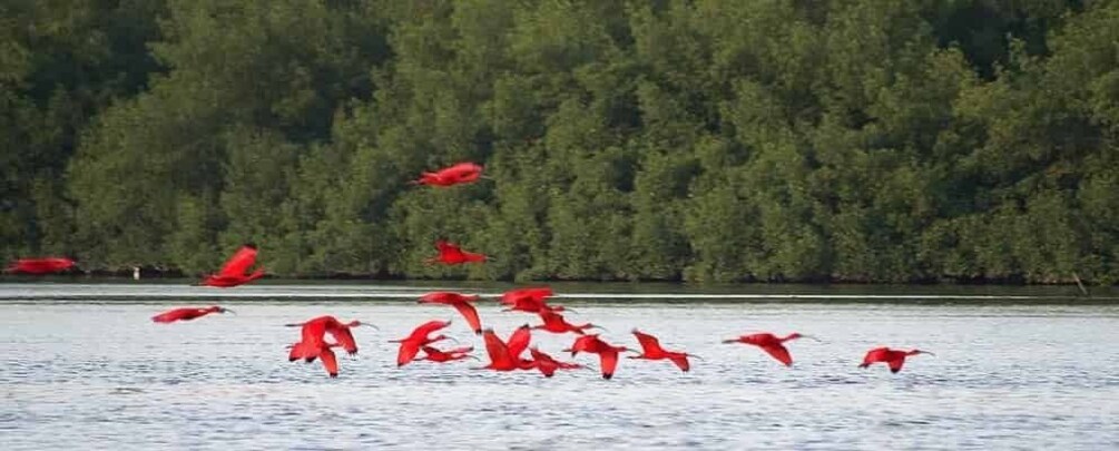 Picture 1 for Activity Caroni Swamp Wildlife Tour