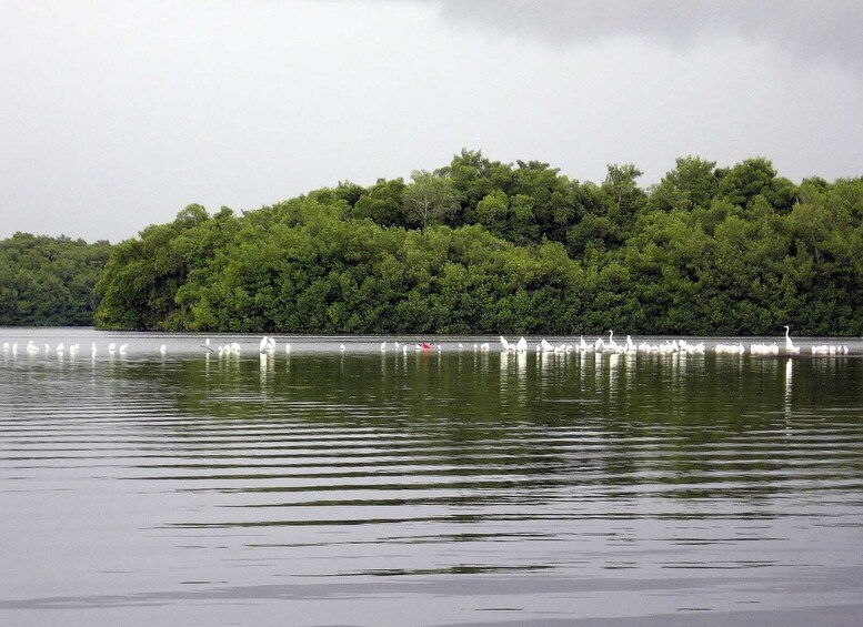 Picture 3 for Activity Caroni Swamp Wildlife Tour