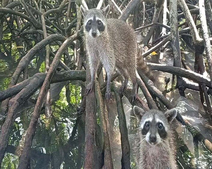 Picture 7 for Activity Playa Blanca: Daytour with Snorkeling and Racoon Sighting