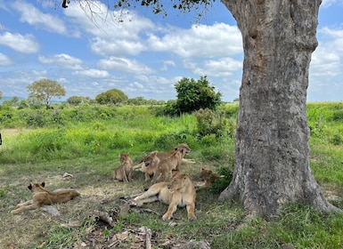 Mikumi National Park Tagesbesuch