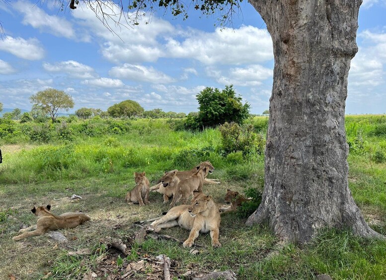 Mikumi National Park Day Visit