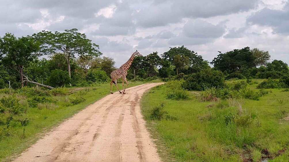 Picture 5 for Activity Mikumi National Park Day Visit