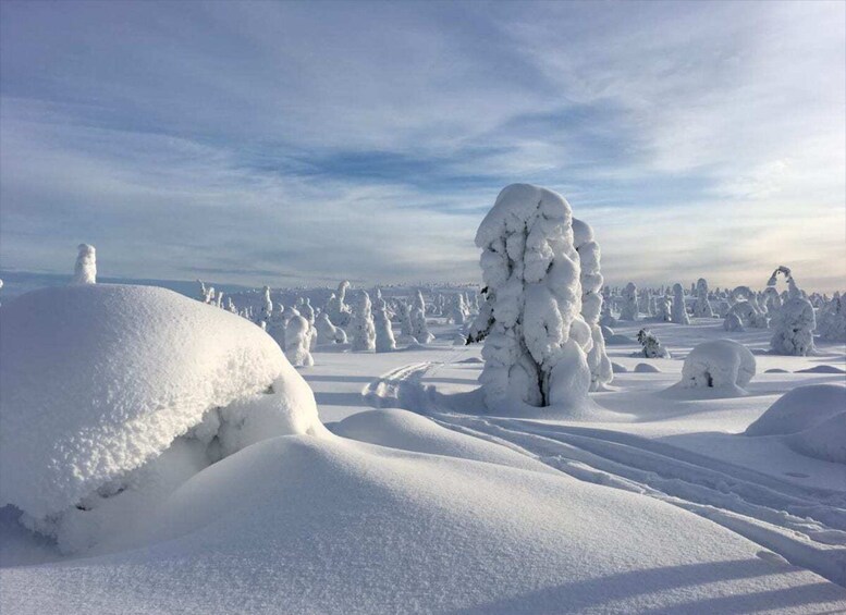 Picture 2 for Activity Rovaniemi: Riisitunturi Full-Day Wilderness Adventure & BBQ