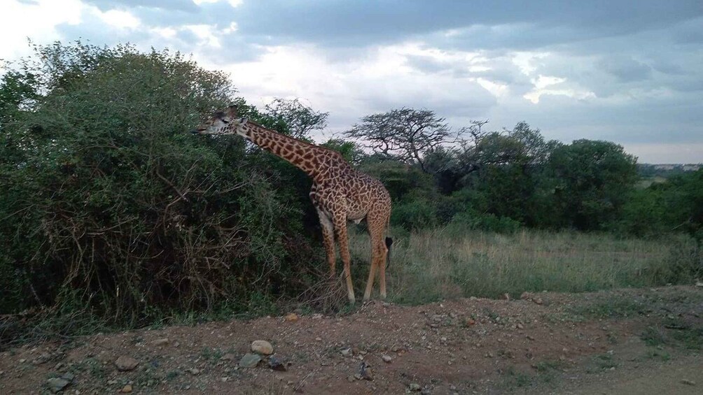 Picture 3 for Activity Nairobi: Visit Giraffe Centre with Kazuri Beads Factory