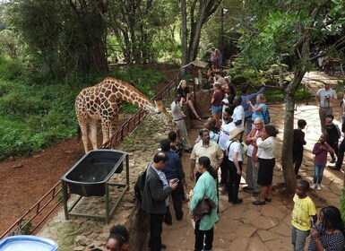 Nairobi - besök på Giraffcentret Besök Giraffcentret med Kazuri Beads Facto...