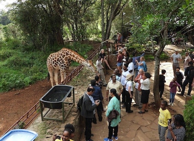 Nairobi - besök på Giraffcentret Besök Giraffcentret med Kazuri Beads Facto...