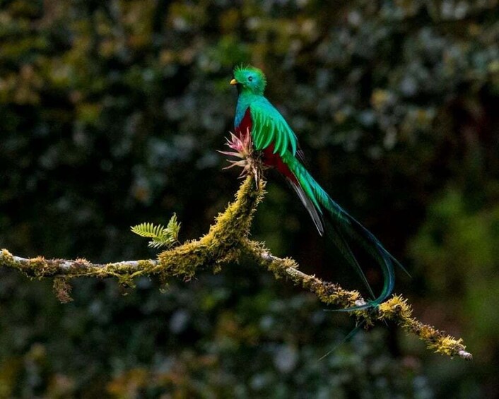 Monteverde and Santa Elena: Cloud Forest Bird-Watching Tour