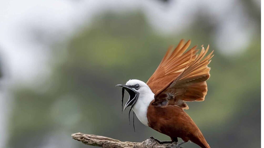 Picture 1 for Activity Monteverde and Santa Elena: Cloud Forest Bird-Watching Tour