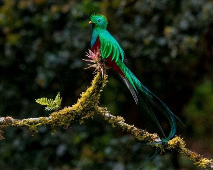 Monteverde and Santa Elena: Cloud Forest Bird-Watching Tour