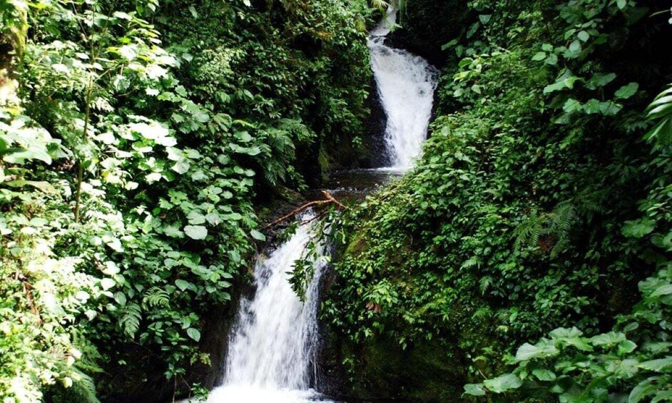 Picture 4 for Activity Monteverde and Santa Elena: Cloud Forest Bird-Watching Tour