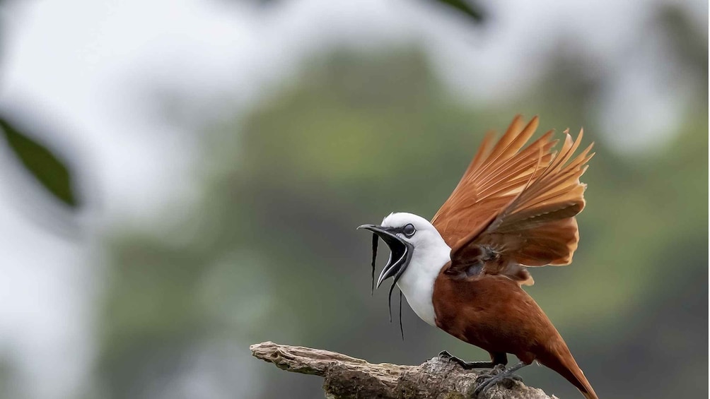 Picture 1 for Activity Monteverde and Santa Elena: Cloud Forest Bird-Watching Tour