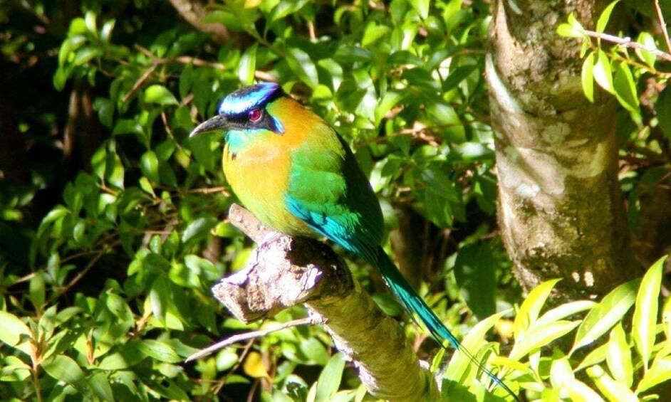 Picture 2 for Activity Monteverde and Santa Elena: Cloud Forest Bird-Watching Tour