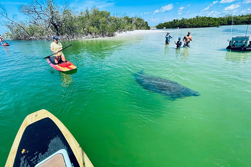 Picture 1 for Activity Naples, FL: Guided Standup Paddleboard or Kayak Tour