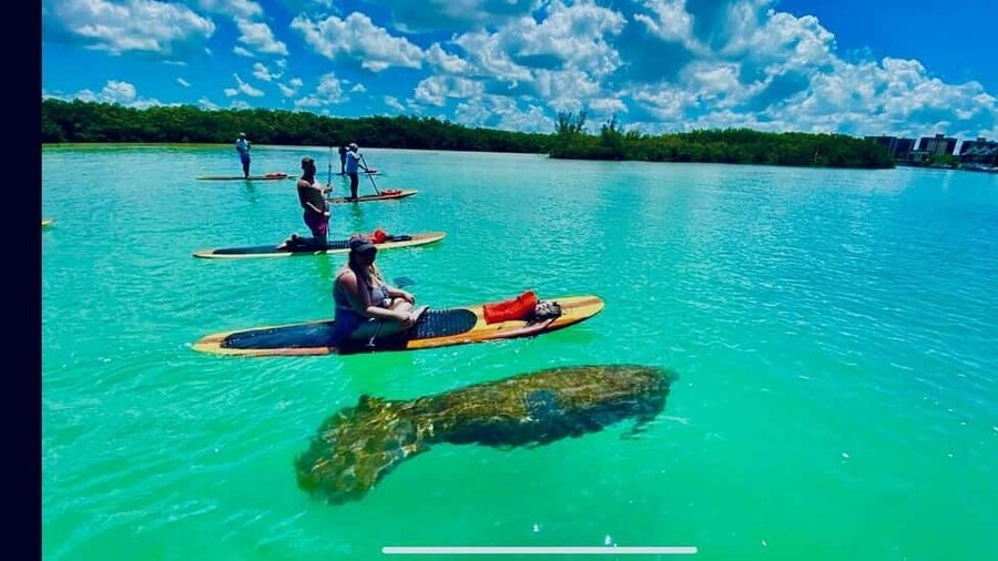 Naples, FL: Guided Standup Paddleboard or Kayak Tour