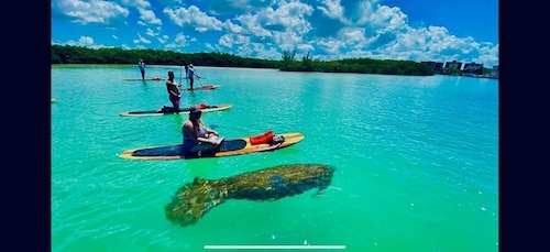 Naples, FL: Guided Standup Paddleboard or Kayak Tour