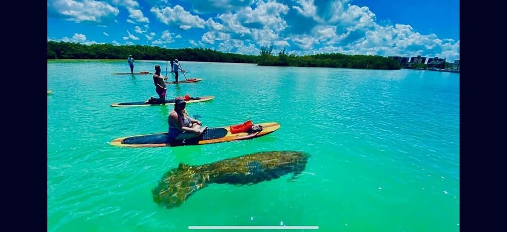 Naples, FL: Guided Standup Paddleboard or Kayak Tour