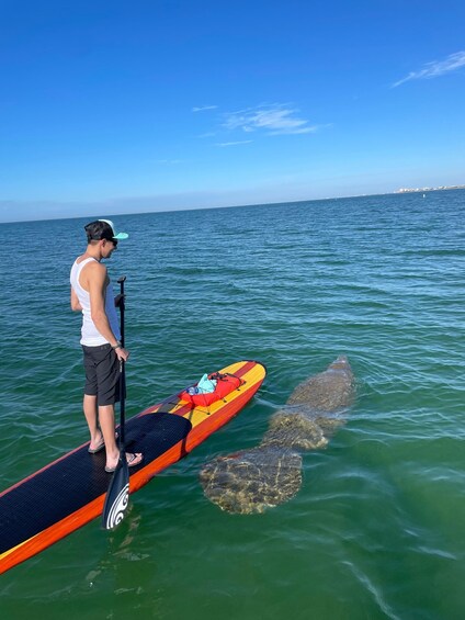 Picture 4 for Activity Naples, FL: Guided Standup Paddleboard or Kayak Tour