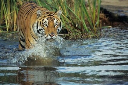 Kathmandu:3-Days Chitwan Jungle Safari Tour All-inclusive