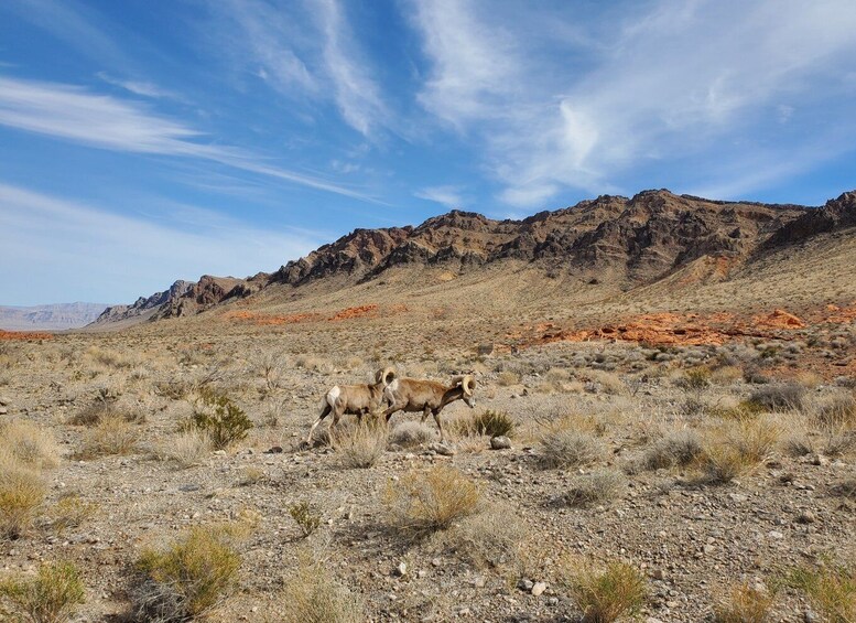 Picture 3 for Activity From Las Vegas: Valley of Fire Small Group Tour