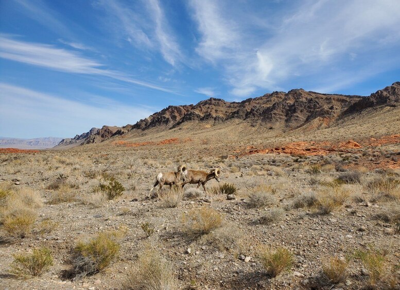 Picture 3 for Activity From Las Vegas: Valley of Fire Small Group Tour