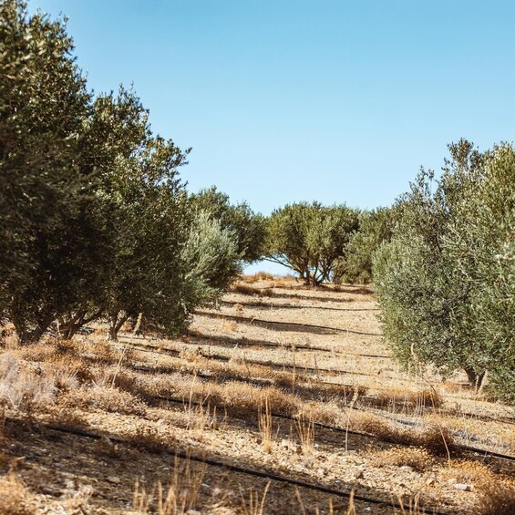 Picture 45 for Activity A Culinary Journey to Lassithi Plateau. From Elounda.