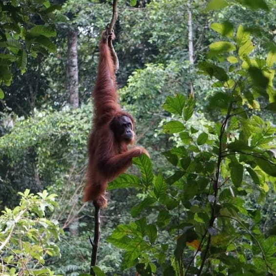 Picture 3 for Activity Orangutan Tour : Jungle Trekking in Sumatra