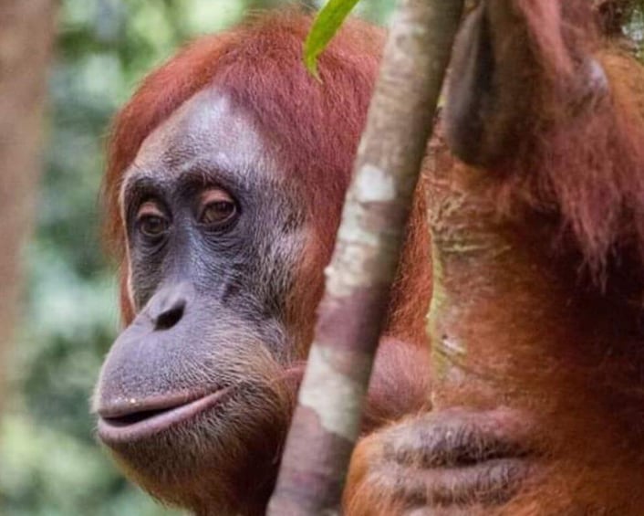 Picture 3 for Activity Orangutan Tour : Jungle Trekking in Sumatra