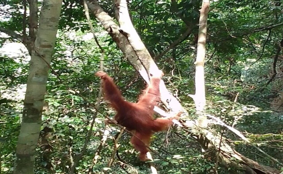 Picture 7 for Activity Orangutan Tour : Jungle Trekking in Sumatra