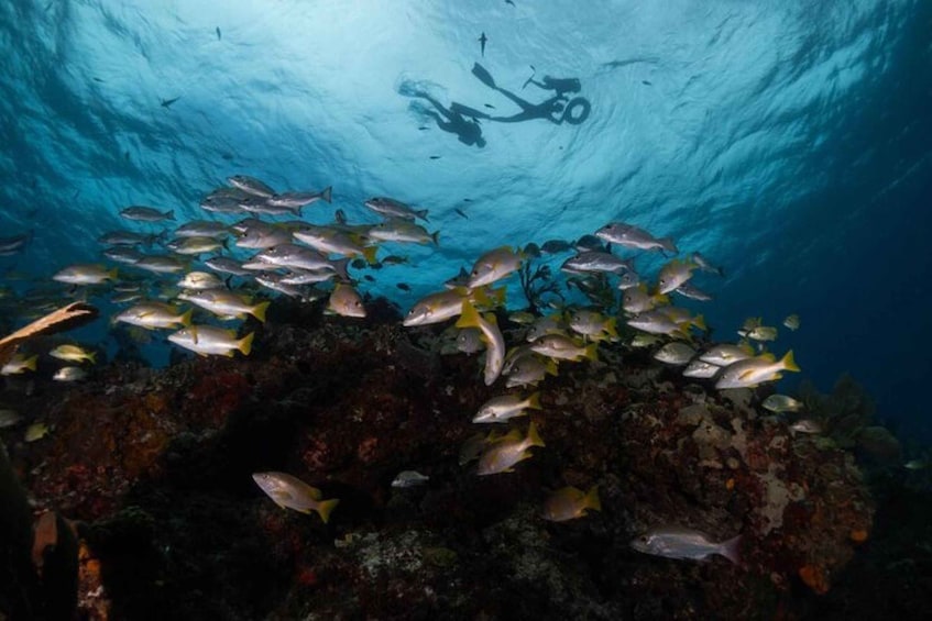 Picture 1 for Activity Isla Mujeres: Snorkel Tour at Musa and Manchones Reef