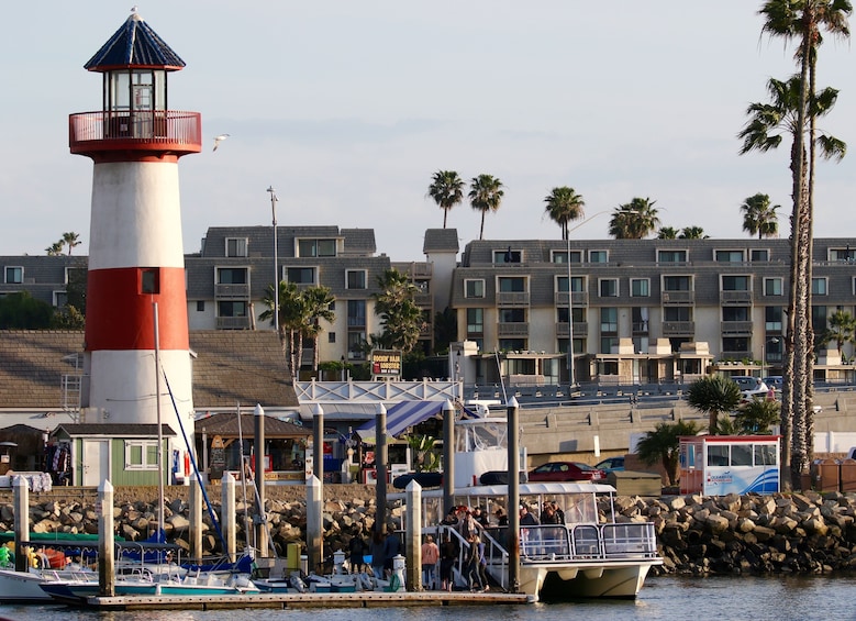 Oceanside Whale and Dolphin Watching Adventures