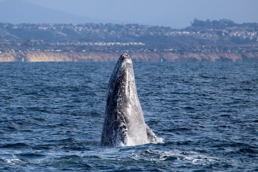 Oceanside Whale and Dolphin Watching Adventures