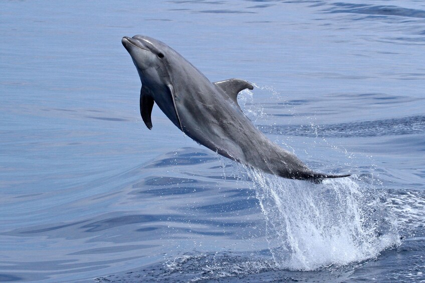 Oceanside Whale and Dolphin Watching Adventures