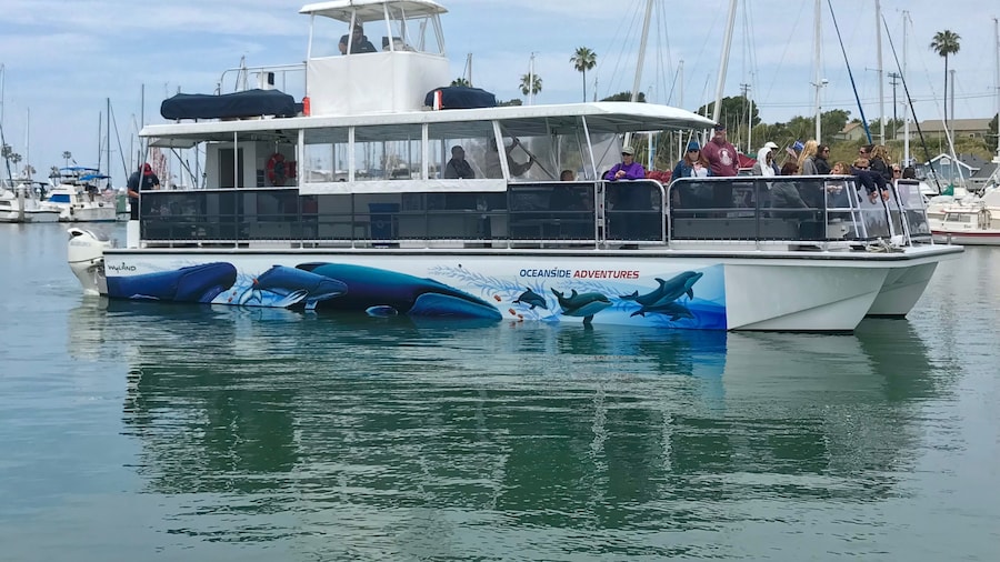 Oceanside Whale and Dolphin Watching Adventures